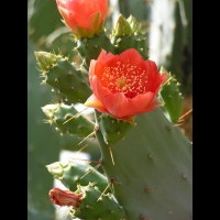 Opuntia Elatior (fam. Cactacees) (Amerique centrale, Colombie) (10)